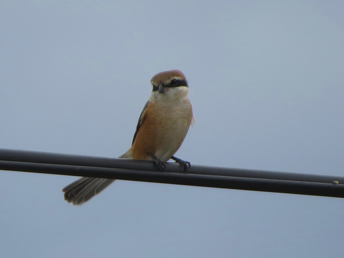 モズ - ML645431747