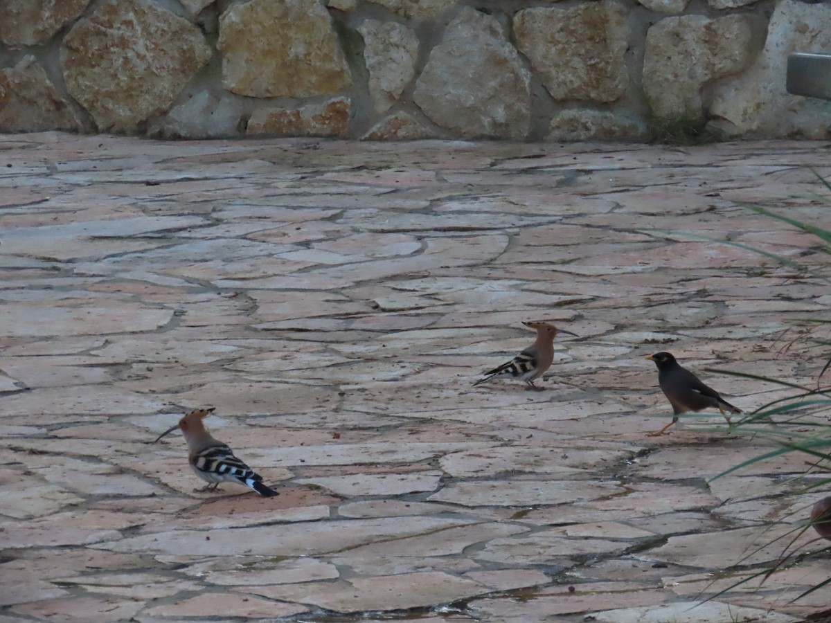 ヤツガシラ - ML645431748