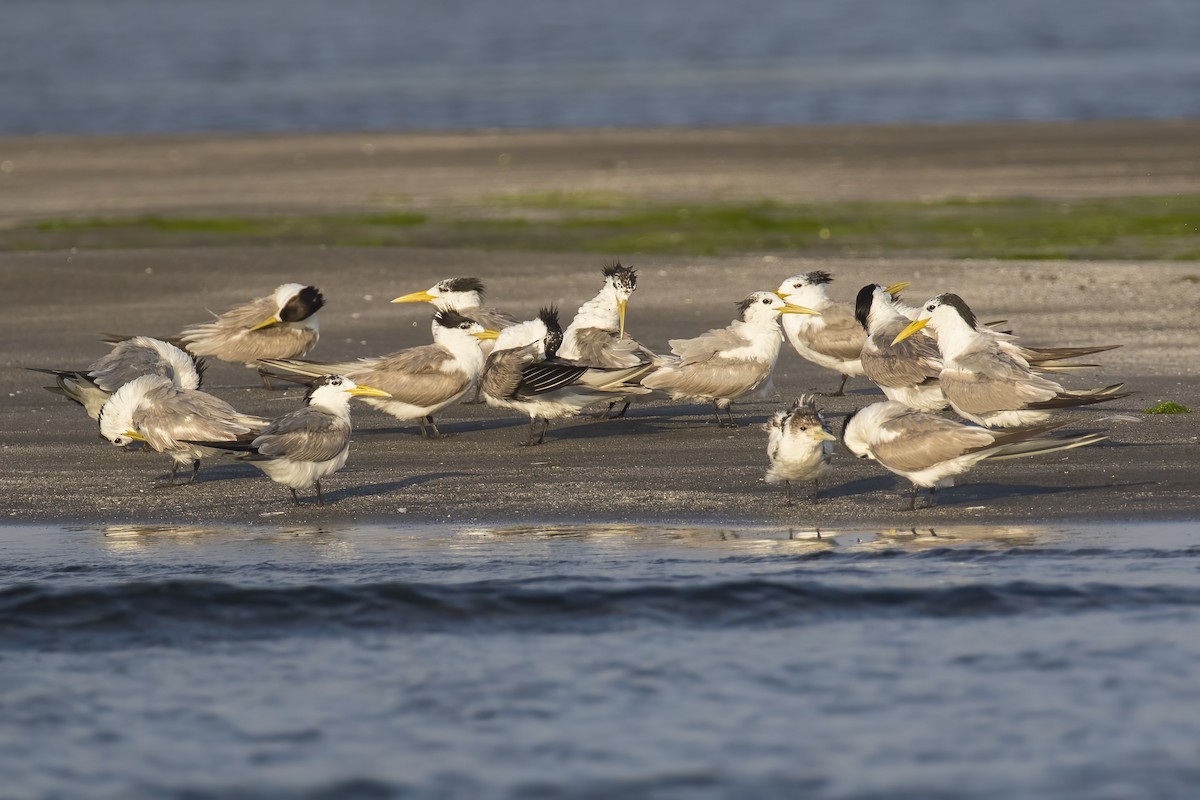 オオアジサシ - ML645431749