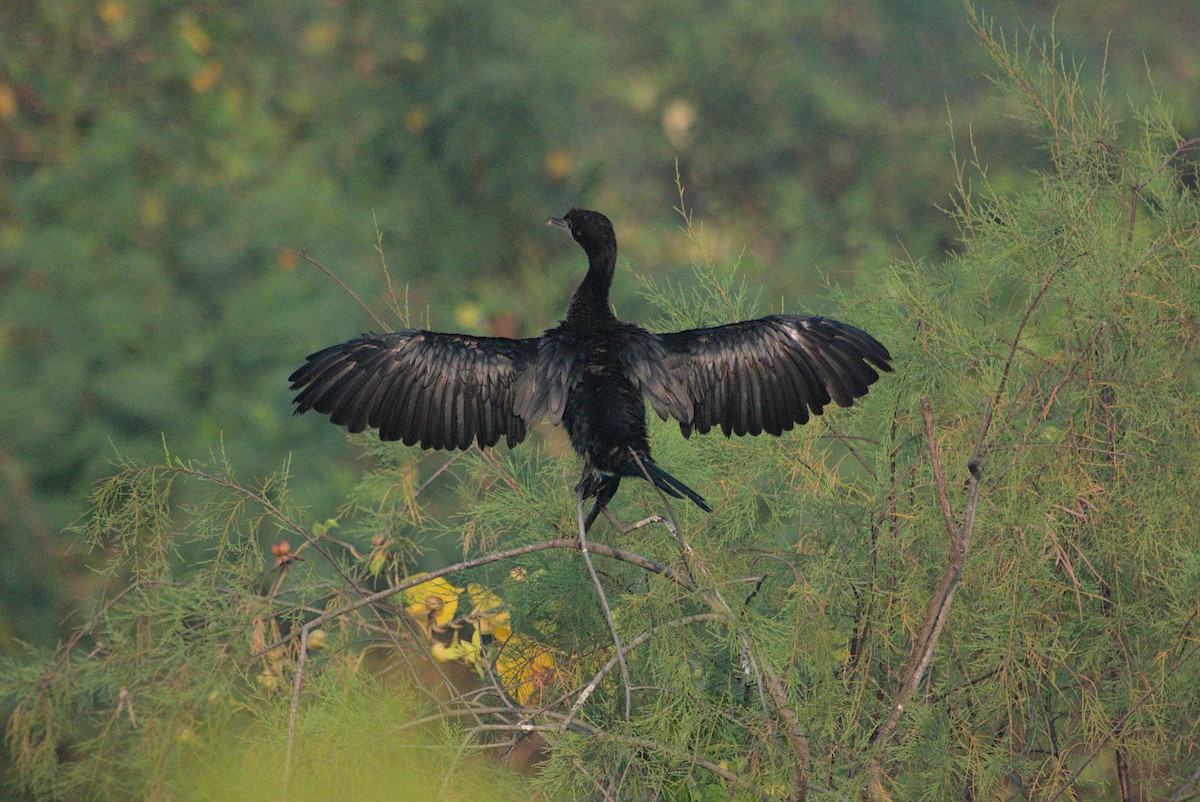 アジアコビトウ - ML645431750