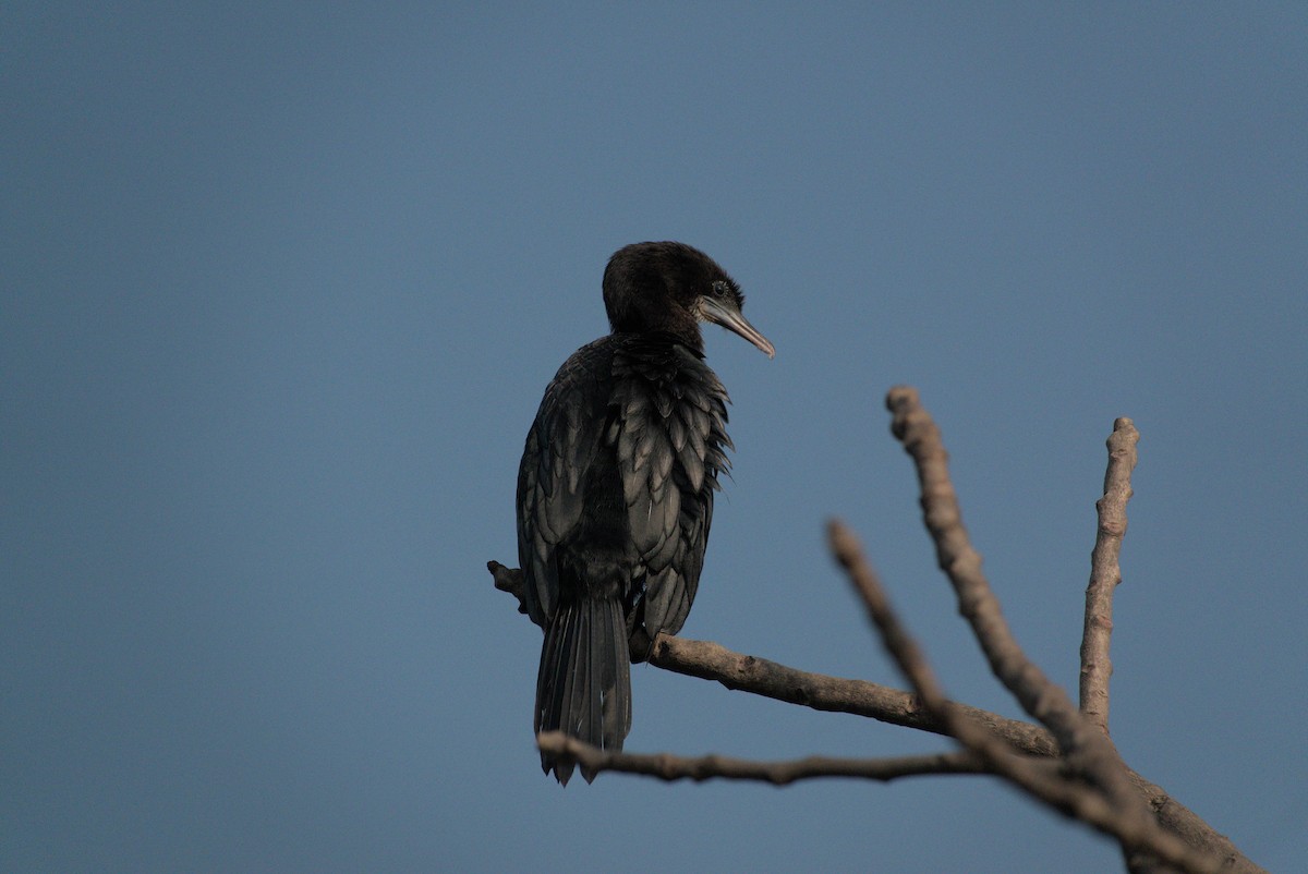 アジアコビトウ - ML645431751