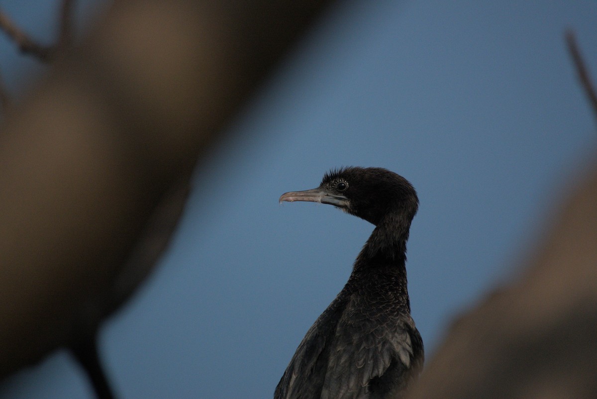 アジアコビトウ - ML645431752