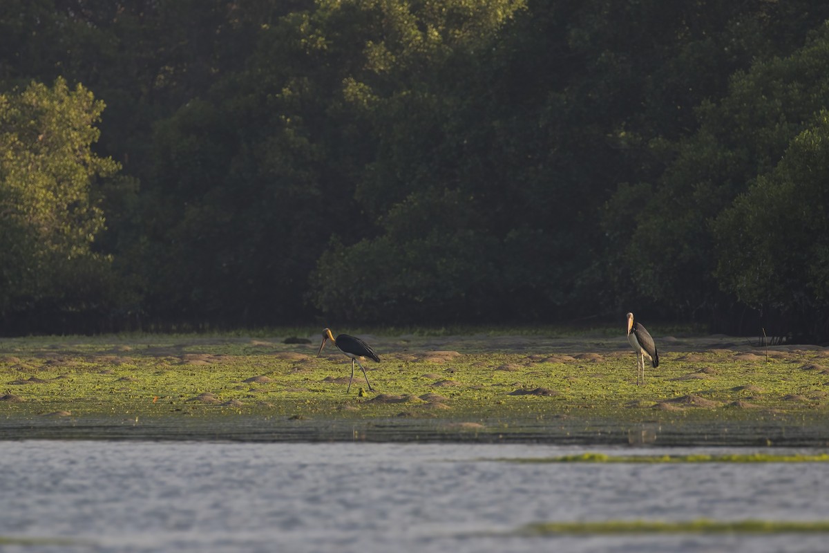 コハゲコウ - ML645431753