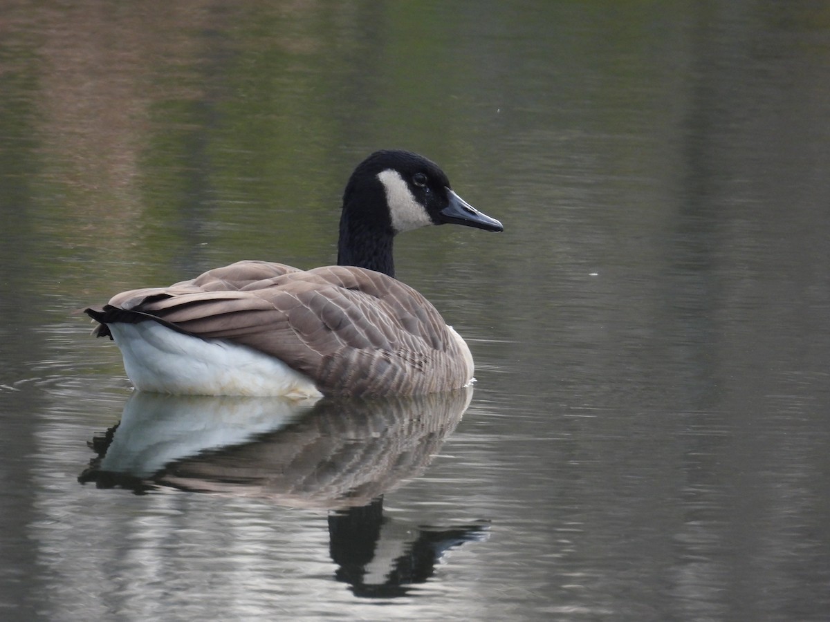 カナダガン - ML645431754