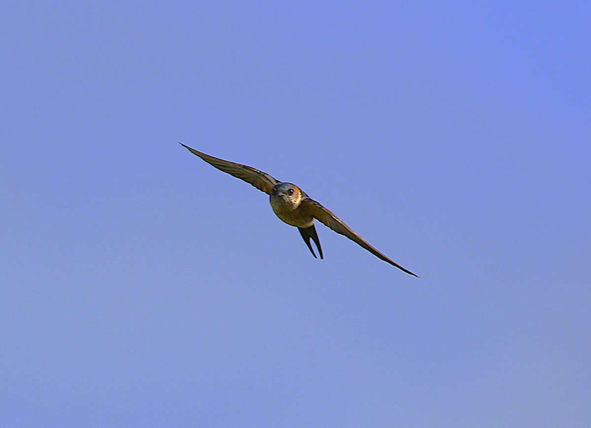 コシアカツバメ - ML645431755