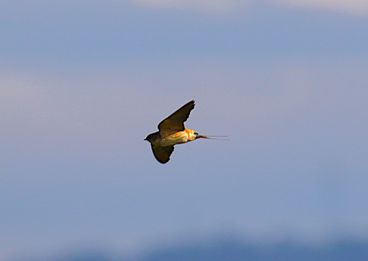 コシアカツバメ - ML645431756