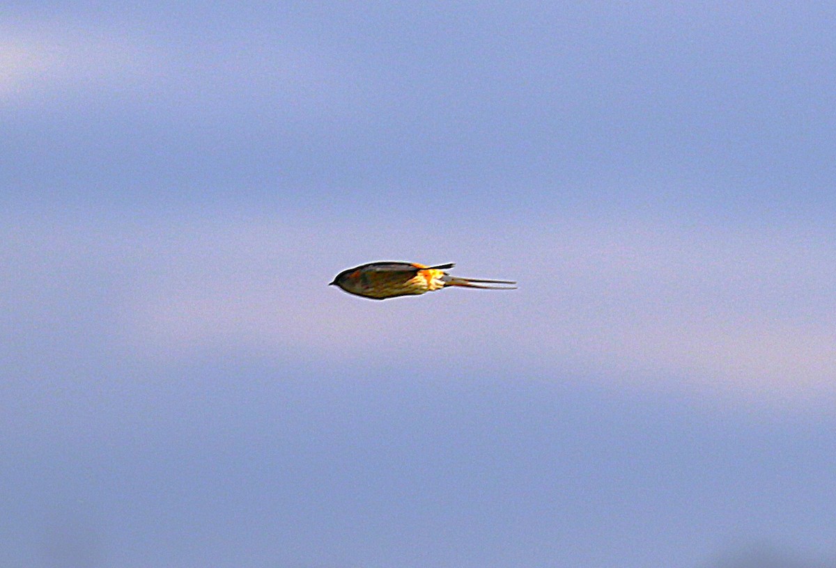 コシアカツバメ - ML645431757