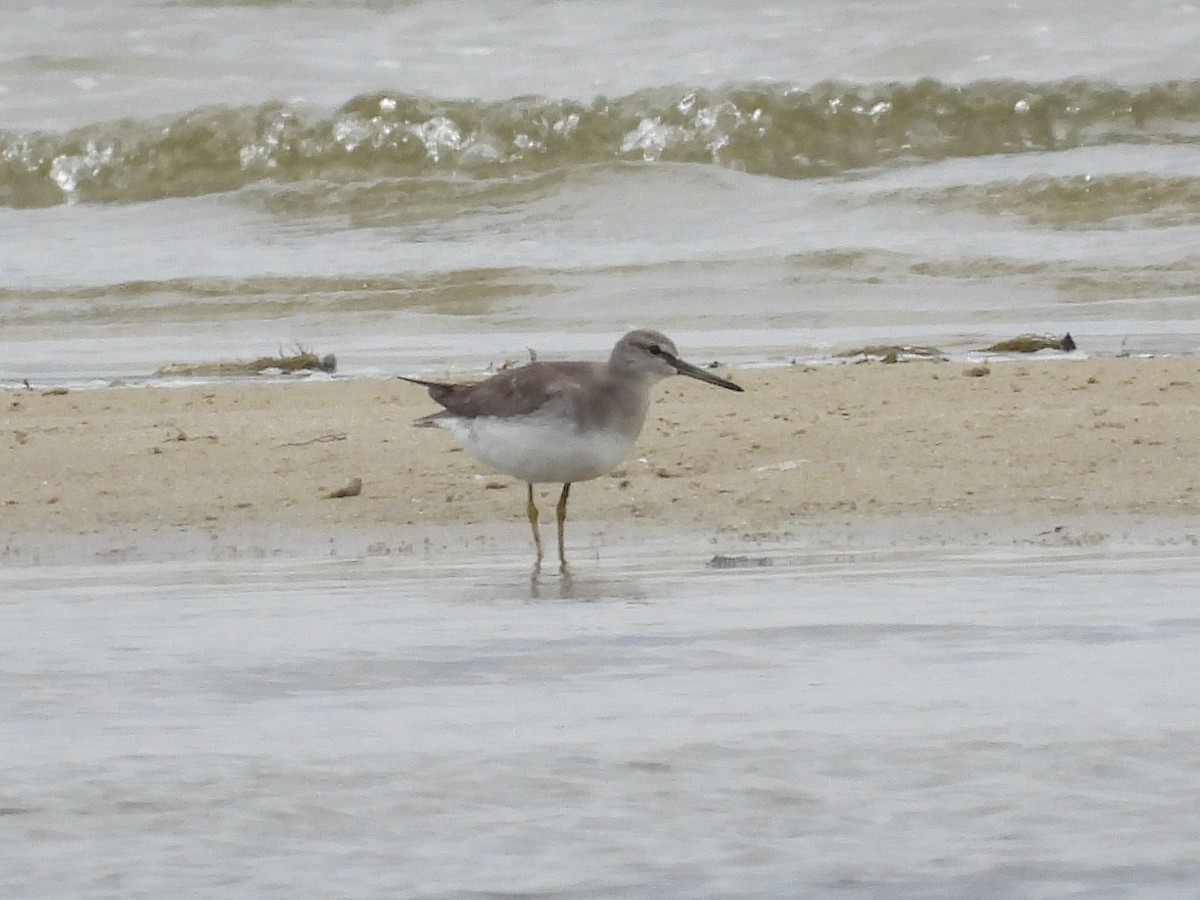 キアシシギ - ML645431758