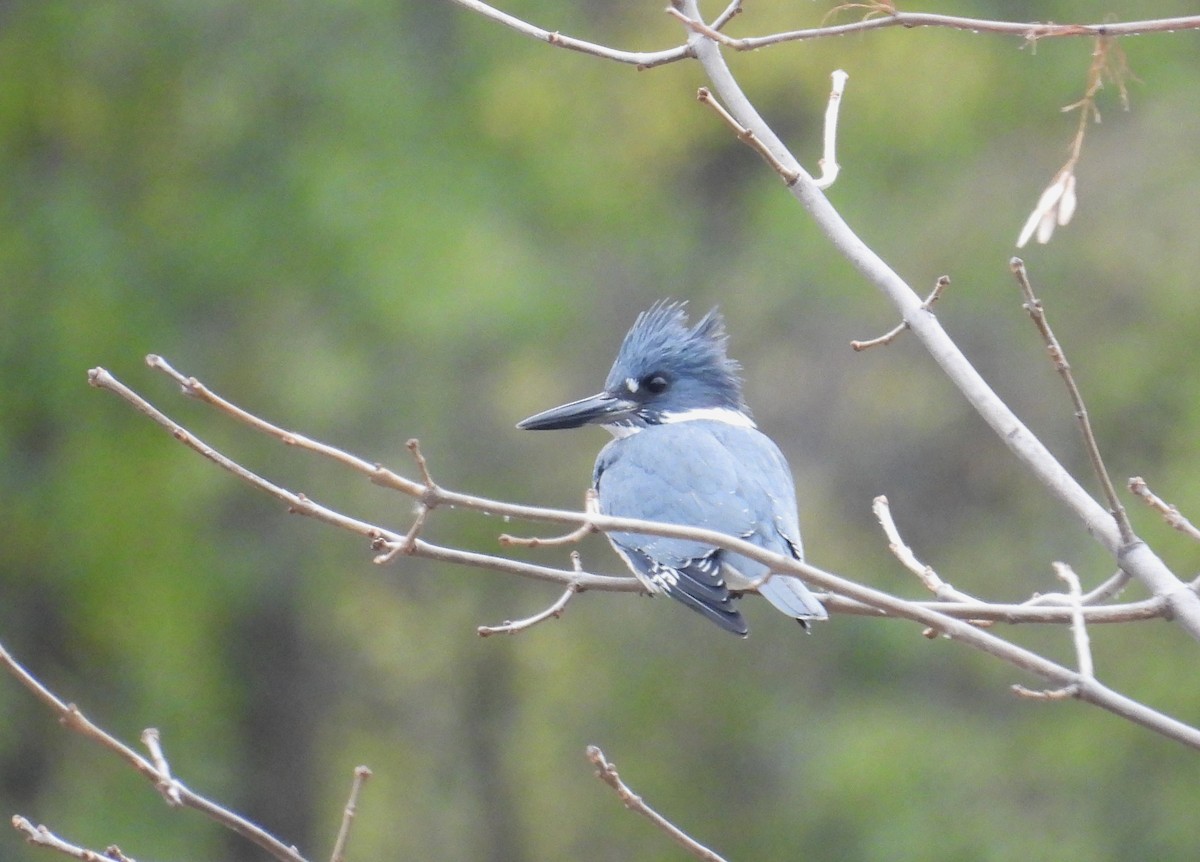 アメリカヤマセミ - ML645431759