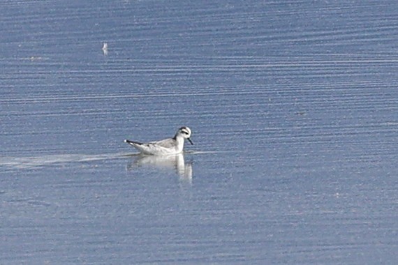 Falaropo beccolargo - ML645431760