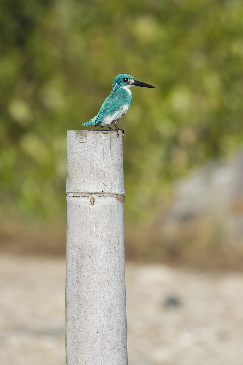 ヒメアオカワセミ - ML645431761