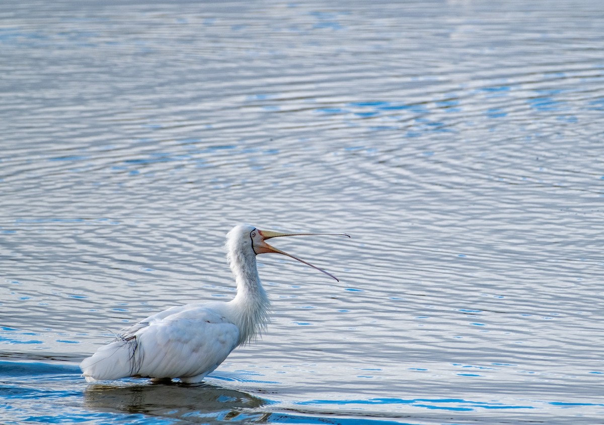 キバシヘラサギ - ML645431762