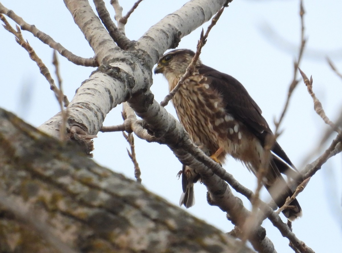 コチョウゲンボウ - ML645431763
