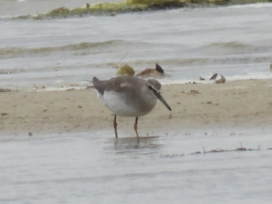 キアシシギ - ML645431765