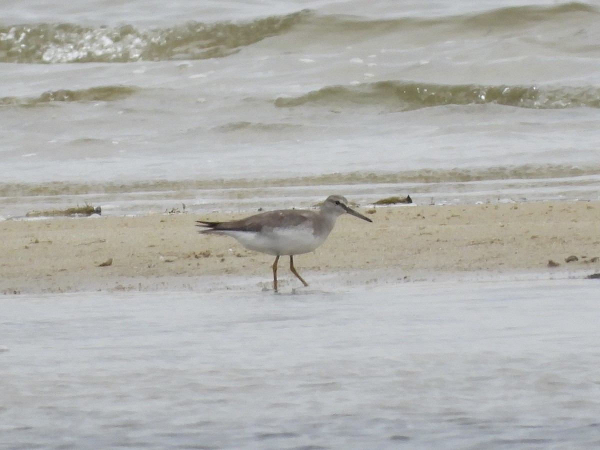 キアシシギ - ML645431766