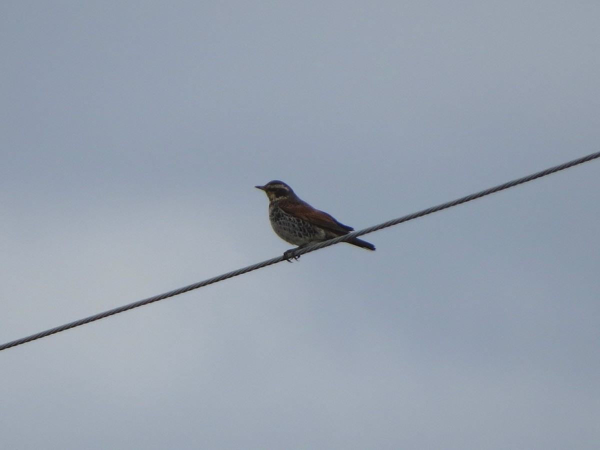 ツグミ - ML645431767