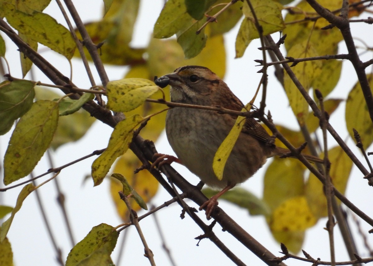 ノドジロシトド - ML645431768