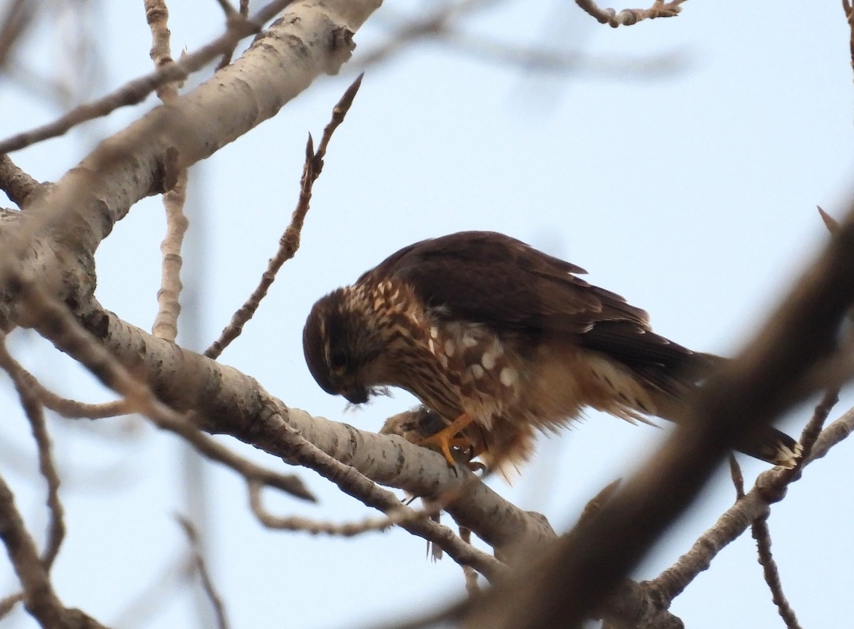 コチョウゲンボウ - ML645431769