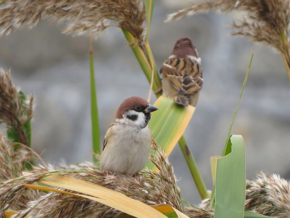 スズメ - ML645431770