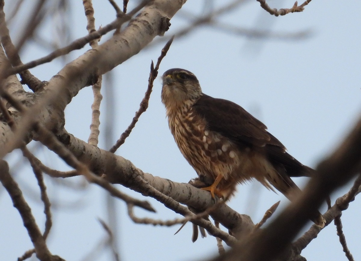 コチョウゲンボウ - ML645431771