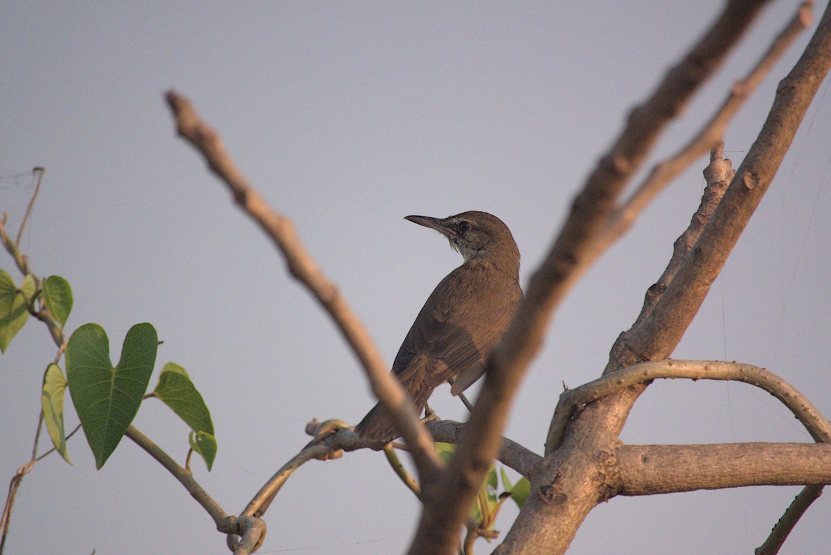 rákosník hlučnohlasý - ML645431772