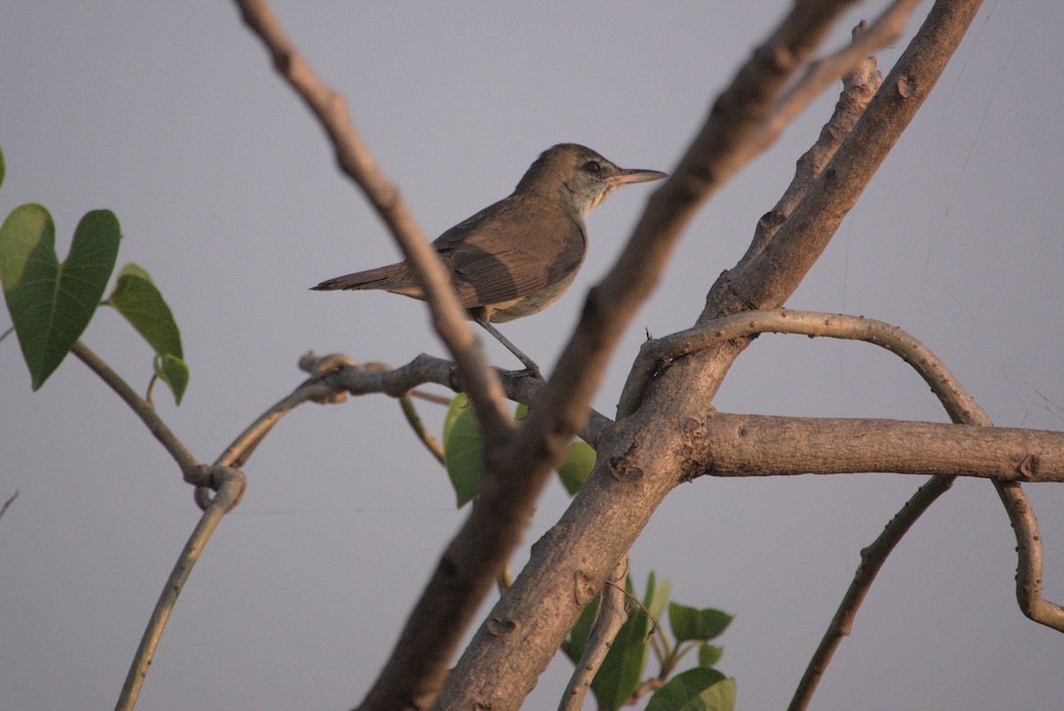 rákosník hlučnohlasý - ML645431774