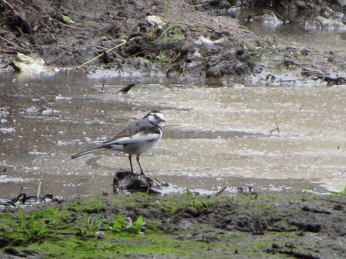 konipas bílý - ML645431780