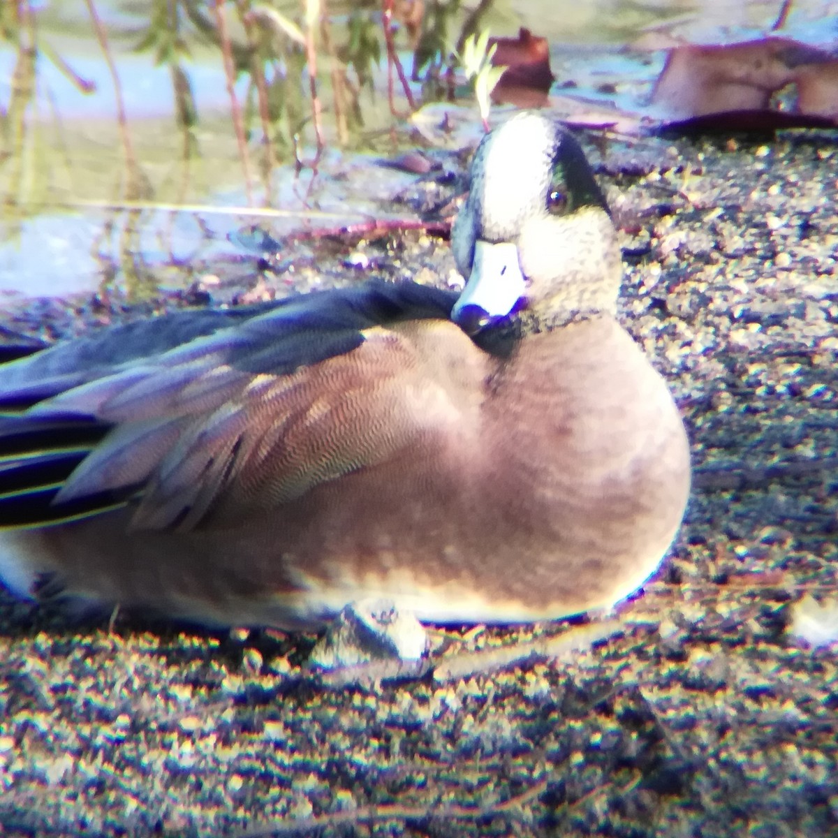 hvízdák americký - ML645431782