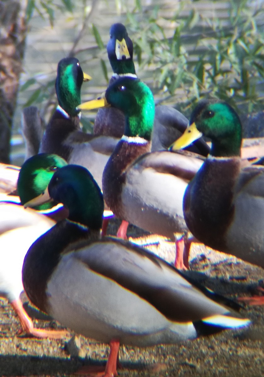 kachna divoká - ML645431789