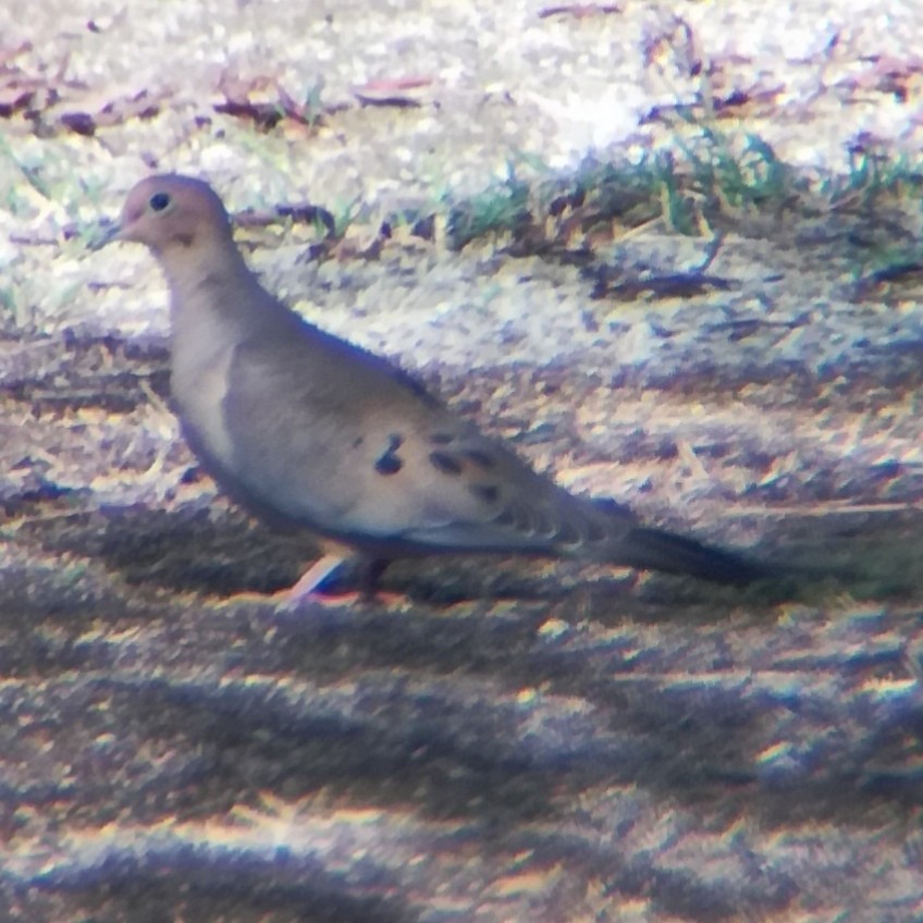 hrdlička karolínská - ML645431792