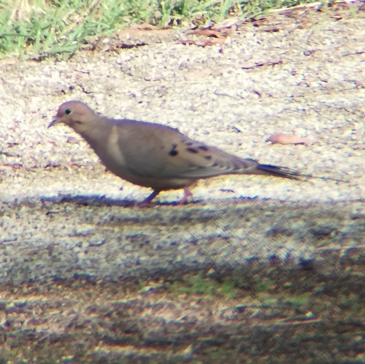 hrdlička karolínská - ML645431798