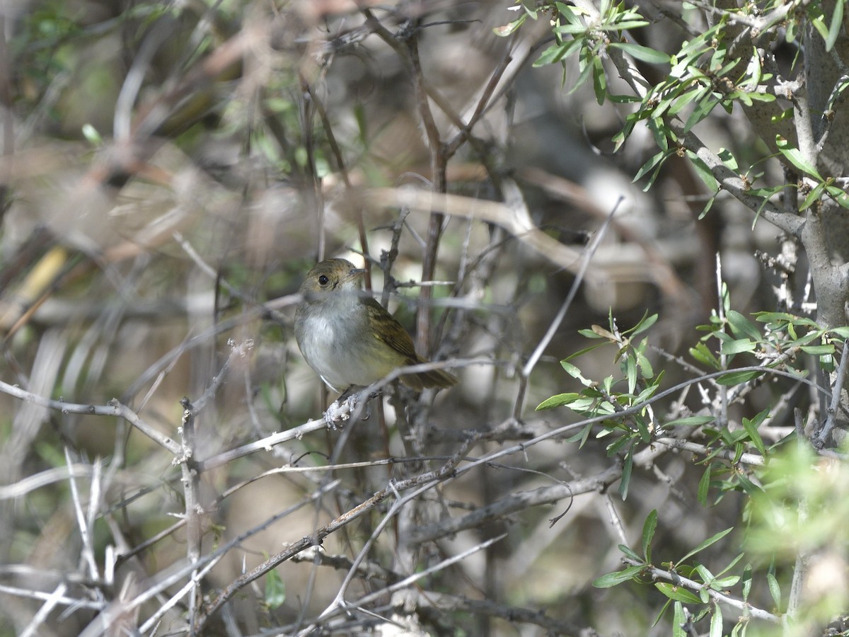 Fulvous-crowned Scrub-Tyrant - ML645431803