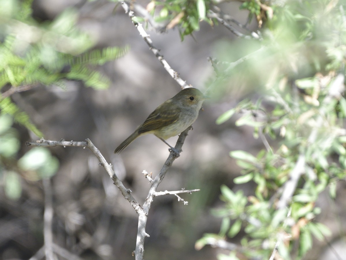 Fulvous-crowned Scrub-Tyrant - ML645431804