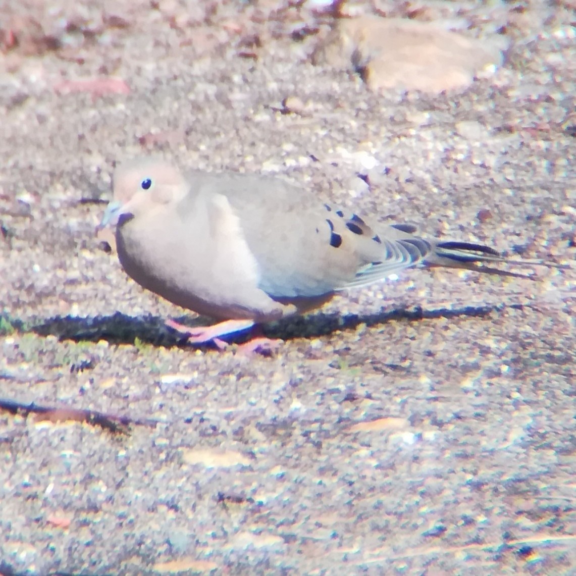 hrdlička karolínská - ML645431805