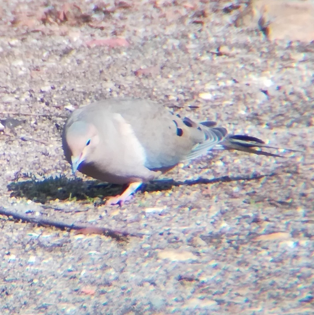 hrdlička karolínská - ML645431808