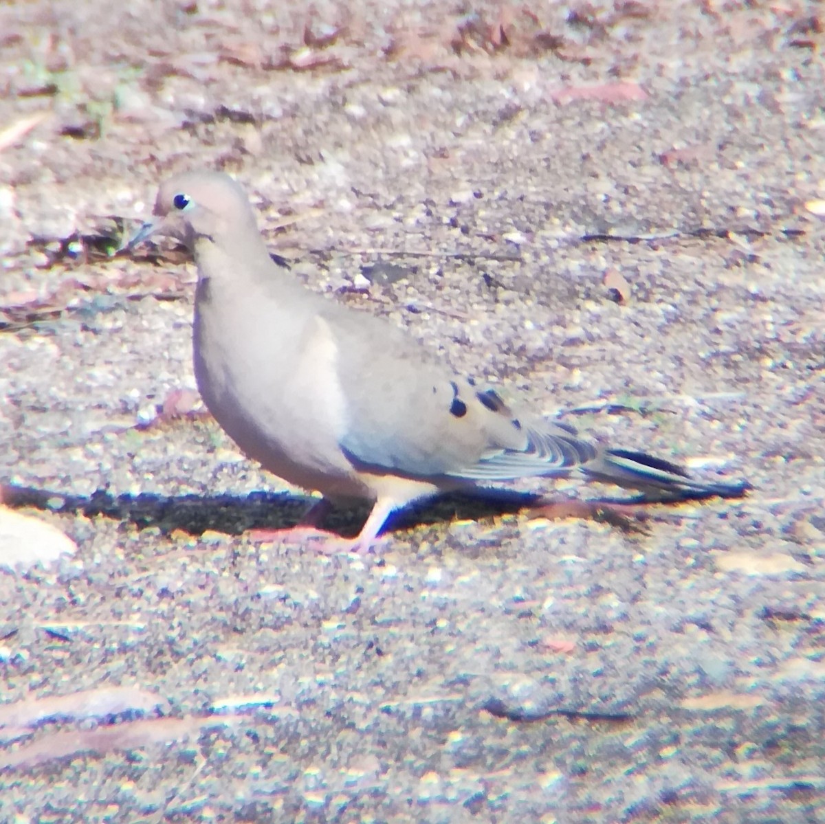 hrdlička karolínská - ML645431820