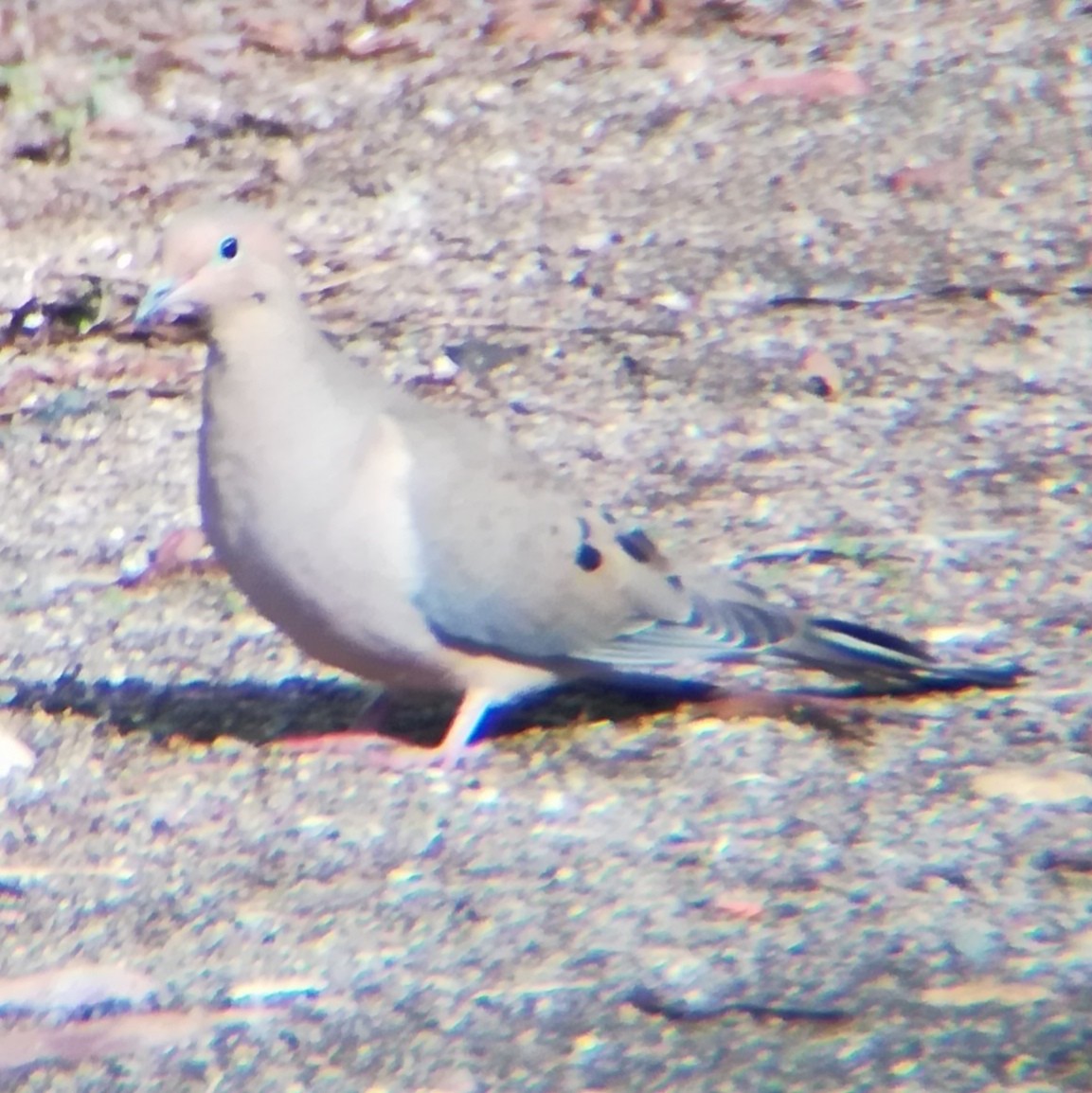 hrdlička karolínská - ML645431825