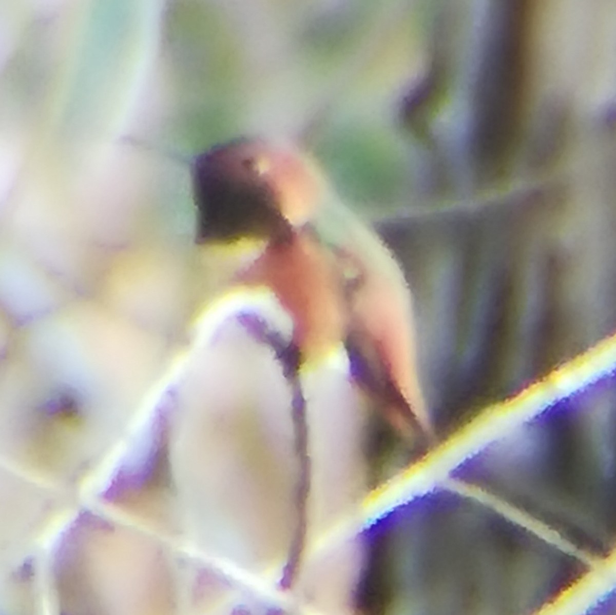 kalypta Allenova - ML645431828