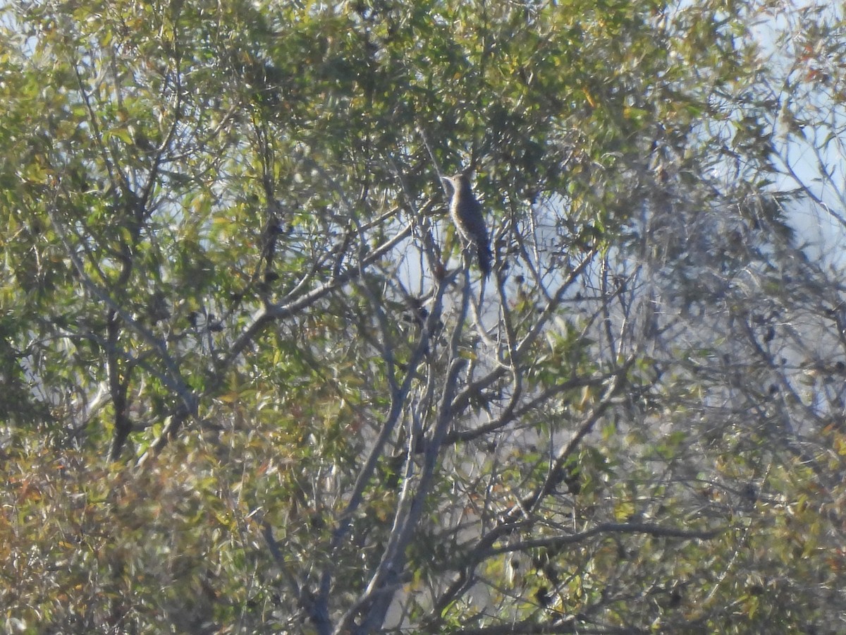 Northern Flicker - ML645431830