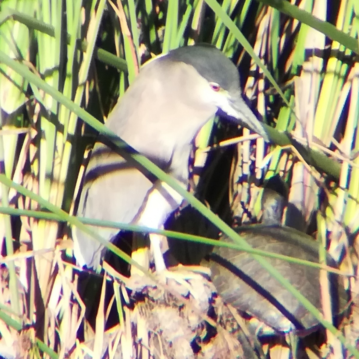 kvakoš noční - ML645431832