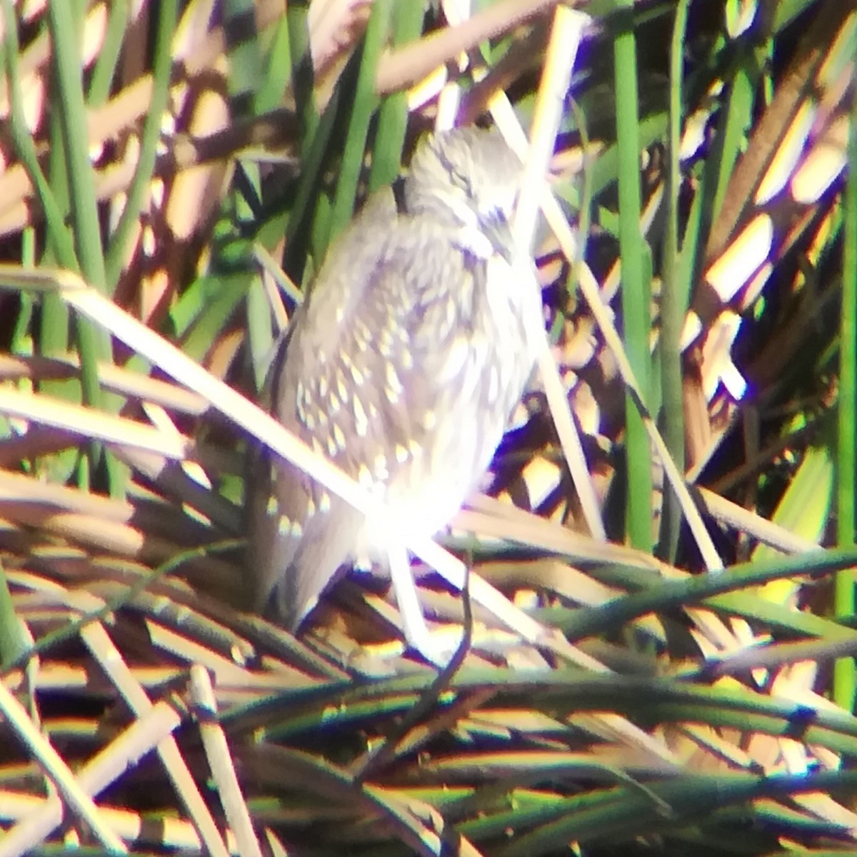 kvakoš noční - ML645431834