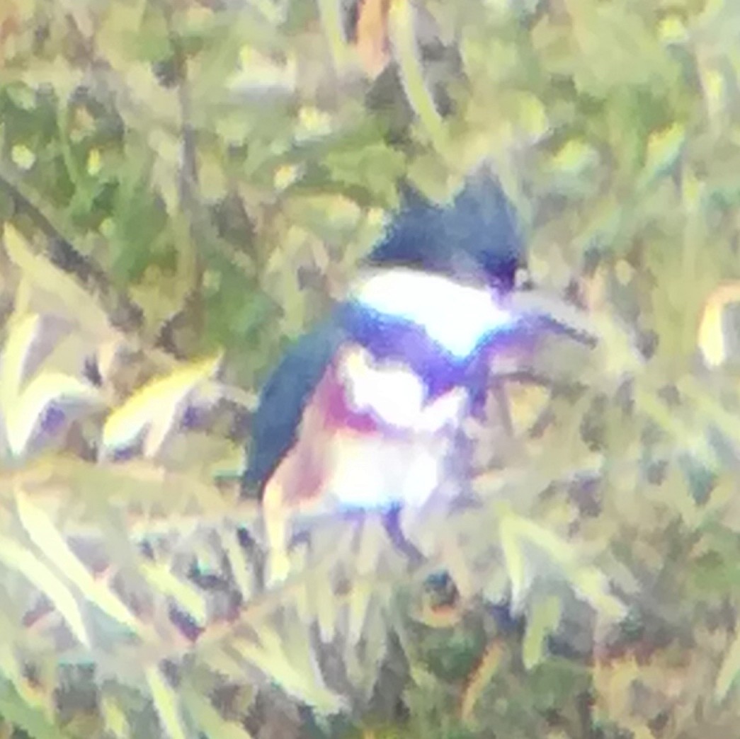 rybařík pruhoprsý - ML645431838