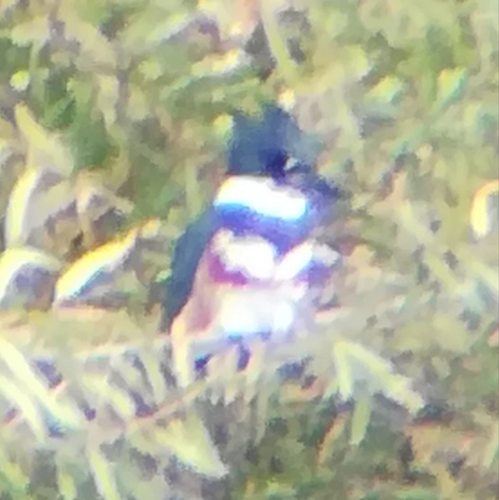 rybařík pruhoprsý - ML645431839