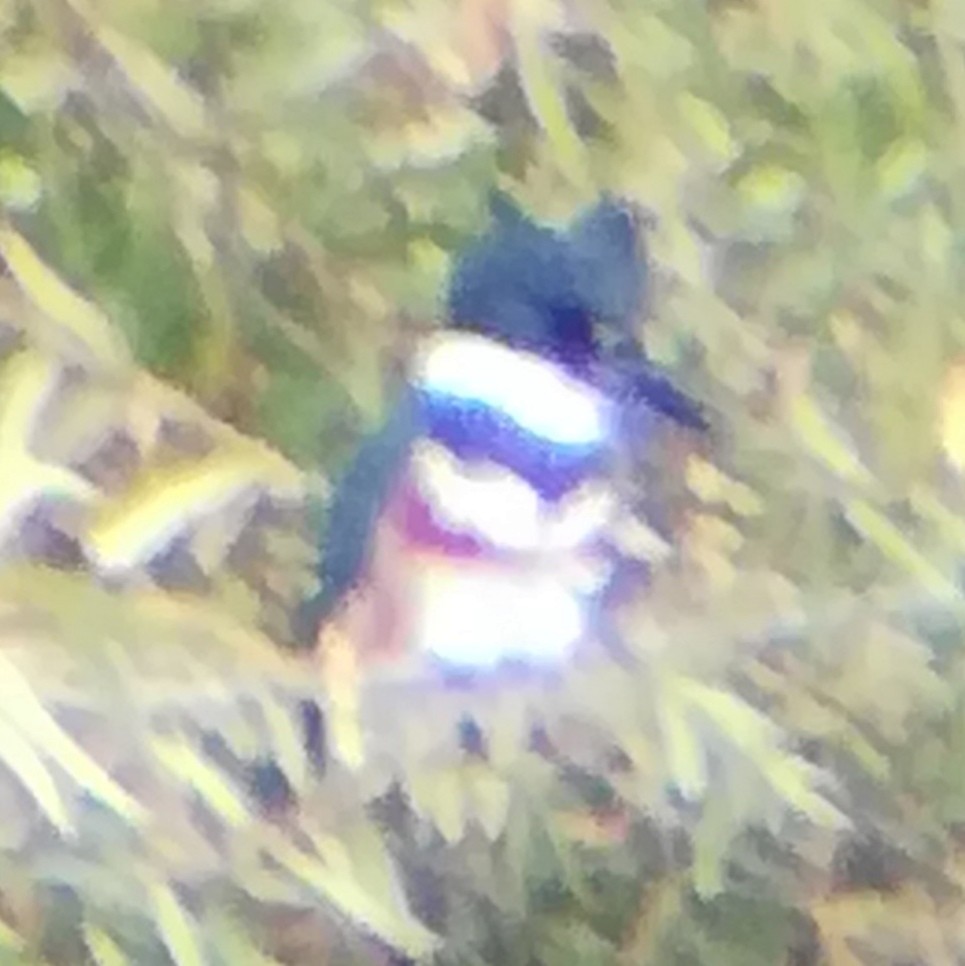 rybařík pruhoprsý - ML645431842