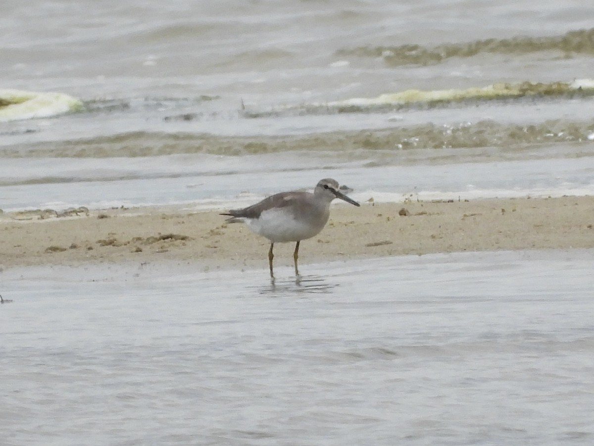 キアシシギ - ML645431843