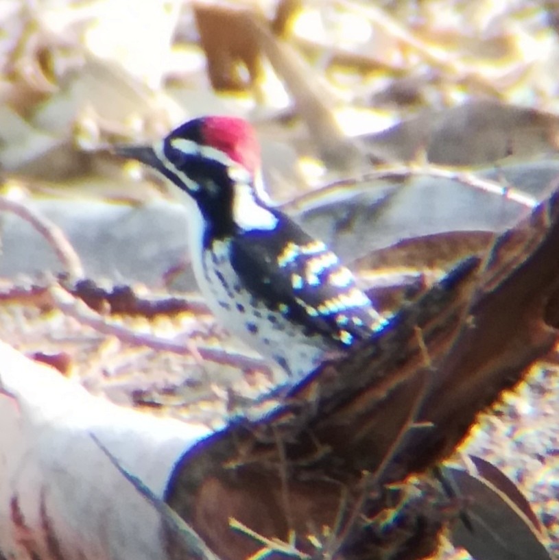 Nuttall's Woodpecker - ML645431844