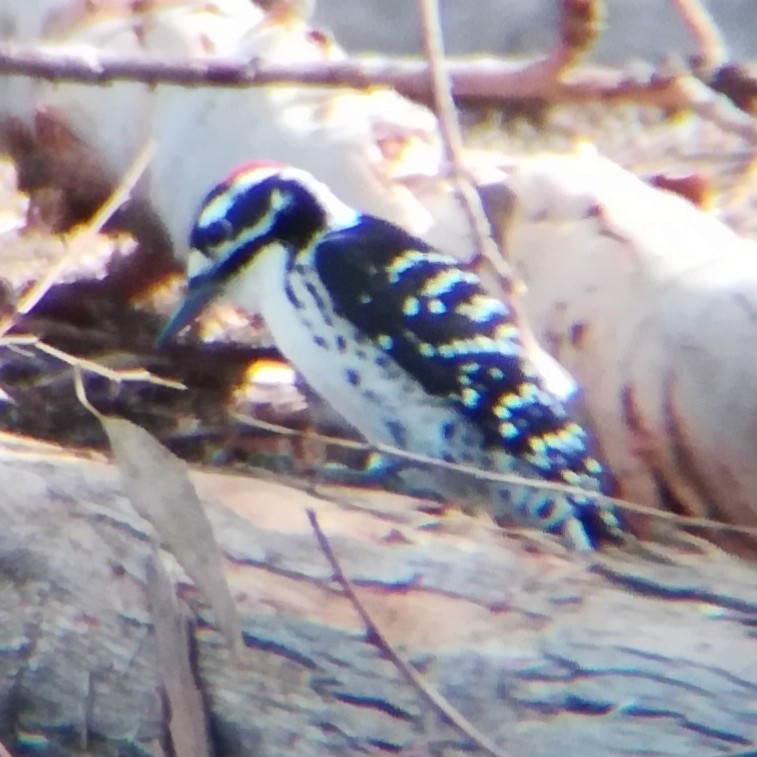 Nuttall's Woodpecker - ML645431858