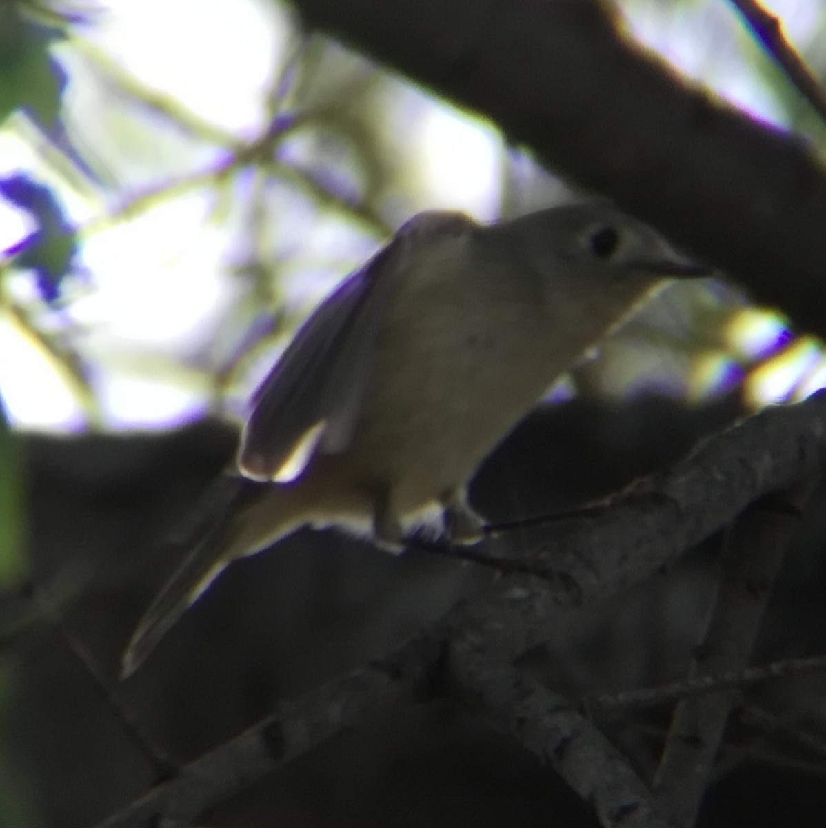 Ruby-crowned Kinglet - ML645431861