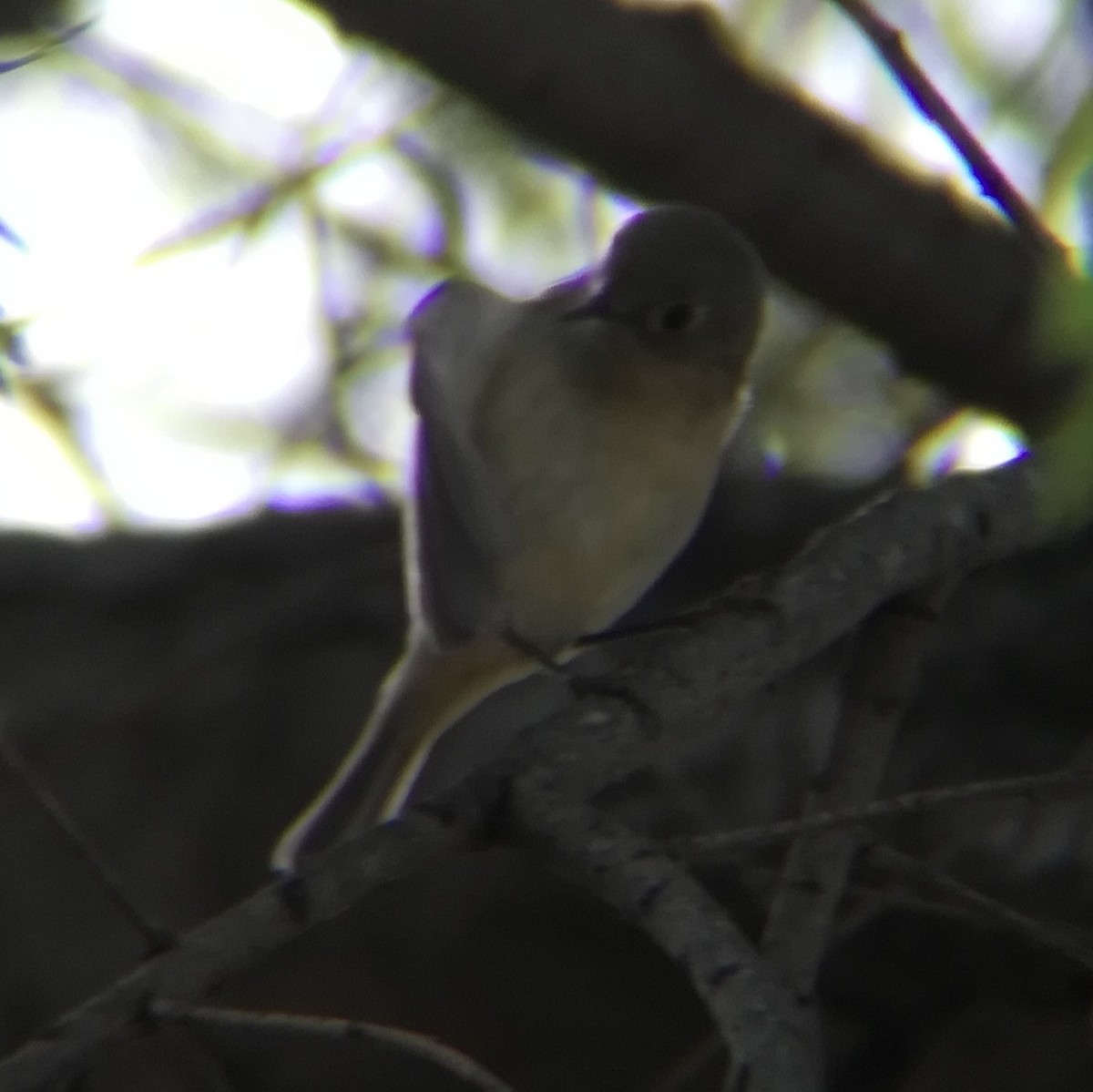 Ruby-crowned Kinglet - ML645431864