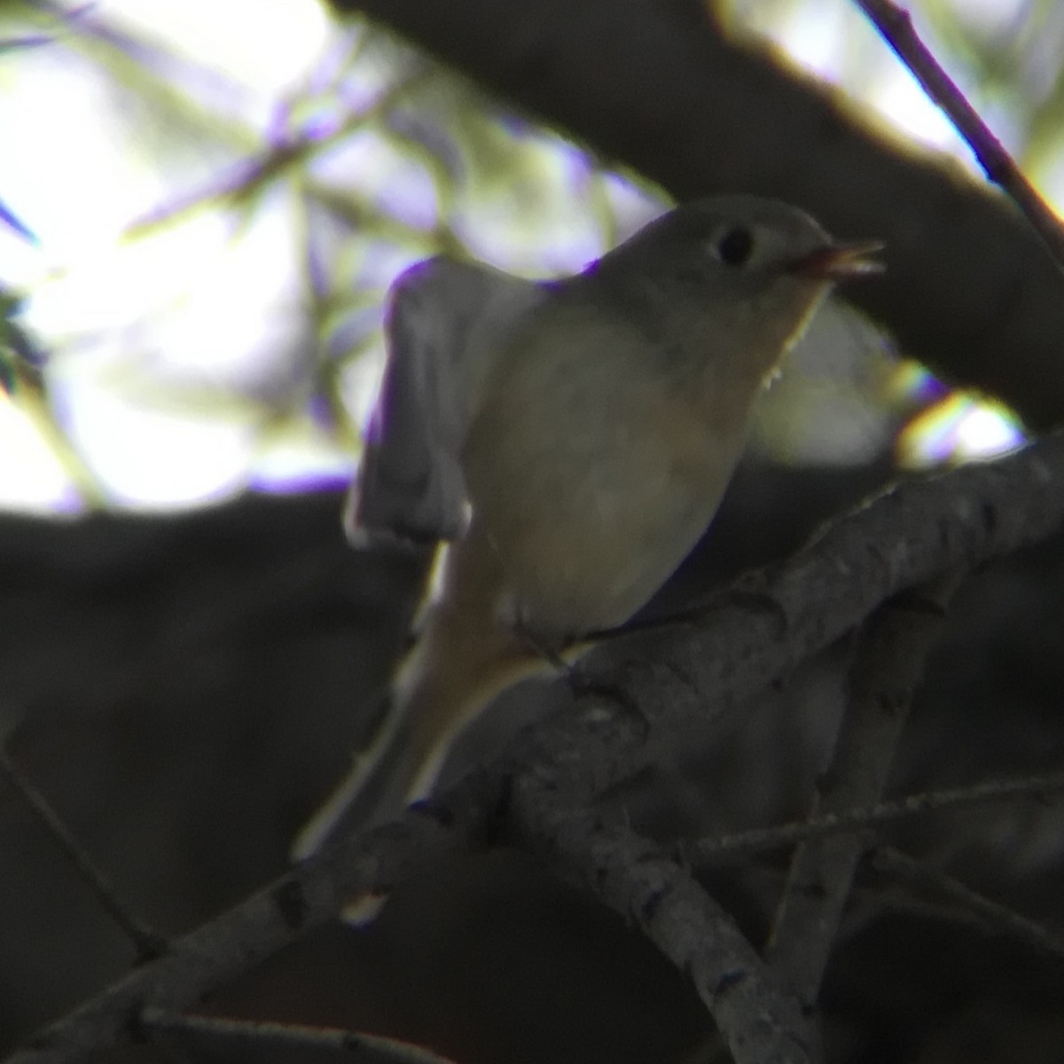 Ruby-crowned Kinglet - ML645431865